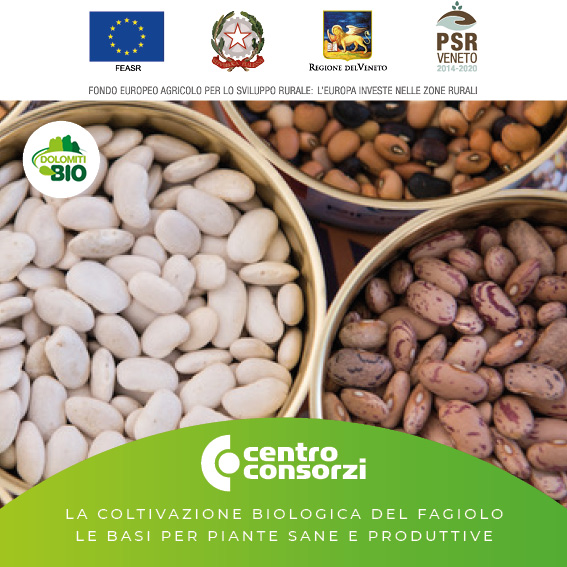 CENTRO CONSORZI CORSO La coltivazione biologica del fagiolo: le basi per piante sane e produttive